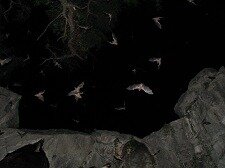 The economic value of caring about bats