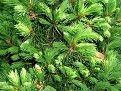 From boughs to biofuels: ways to recycle Christmas trees