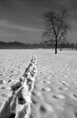 Carbon footprints don’t raise environmental commitment